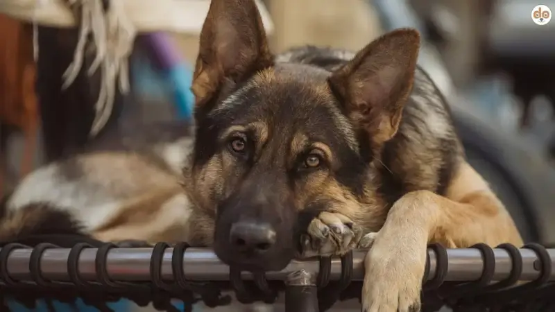 Wach- und Schutzhunde in Familien: Sicherheit oder Stressfaktor?