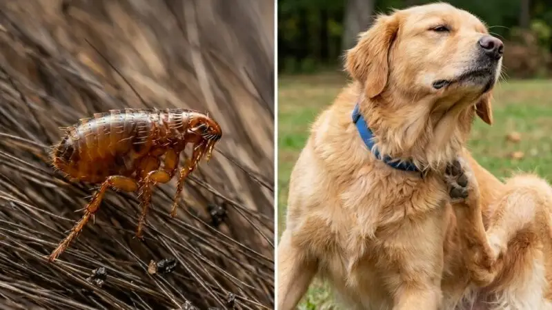 Flöhe beim Hund: Erkennung und Behandlung