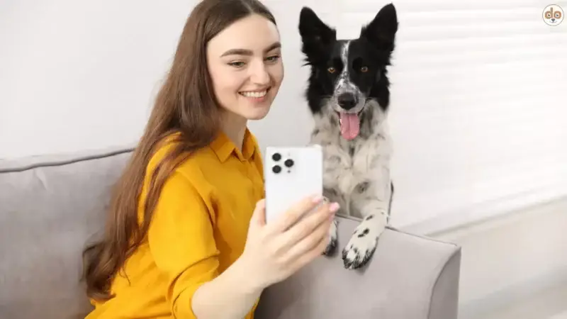 Digitale Hundesteuermarken in Deutschland, Österreich & der Schweiz – FAQ für Hundehalter
