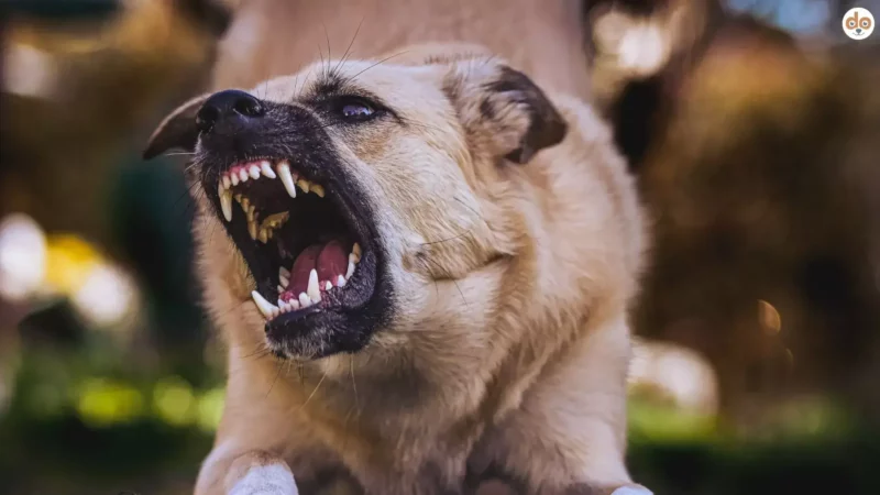Hund zeigt Zähne und wirkt aggressiv