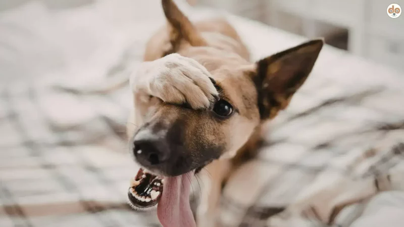 Erkennen Hunde, wenn Menschen lügen?