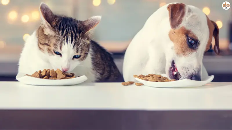 Dürfen Hunde Katzenfutter fressen?