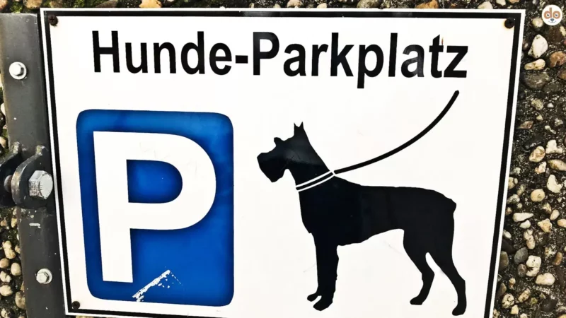 Faktencheck „Dog Parking Pads“: Echte Innovation oder Social-Media-Mythos?