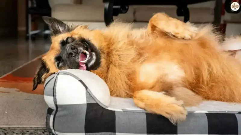 Hundebett kaufen: Warum Dein Hund lieber auf dem Boden schläft