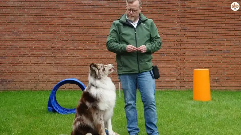 Trainingseinheit mit Hund: Aufbau, Dauer, Inhalte – so trainierst Du klar, fair und wirksam
