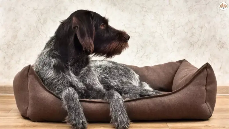 Jagdhunde als Familienhunde?
