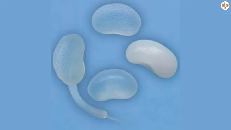 Neuticles (Hodenimplantate)