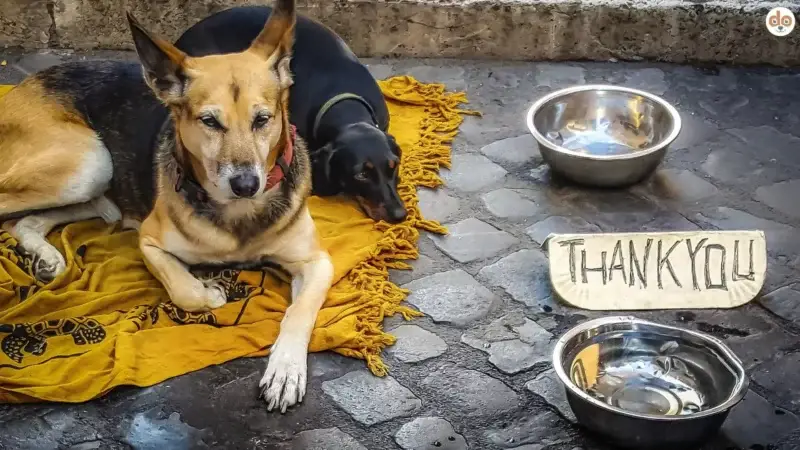 Obdachlose Menschen mit Hunden: Zwischen Tierschutz, Vorurteilen und Verantwortung