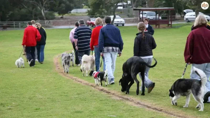 Dürfen läufige Hündinnen in die Hundeschule?