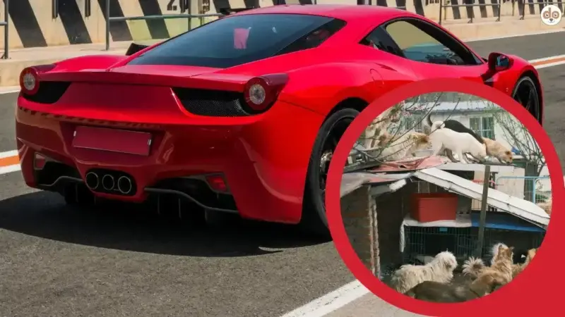 Mann verkauft Ferrari, um Tierheim zu eröffnen – was ist dran an der Geschichte?