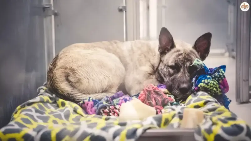 Arbeitshunde im Tierschutz: Warum sie seltener adoptiert werden und was dahintersteckt