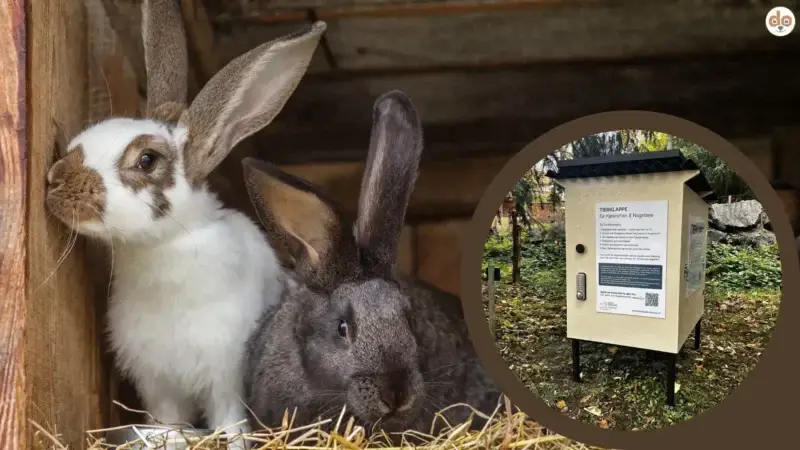 Stall mit Kaninchen und Abgabebox der Tierklappe Hilterfingen Bern
