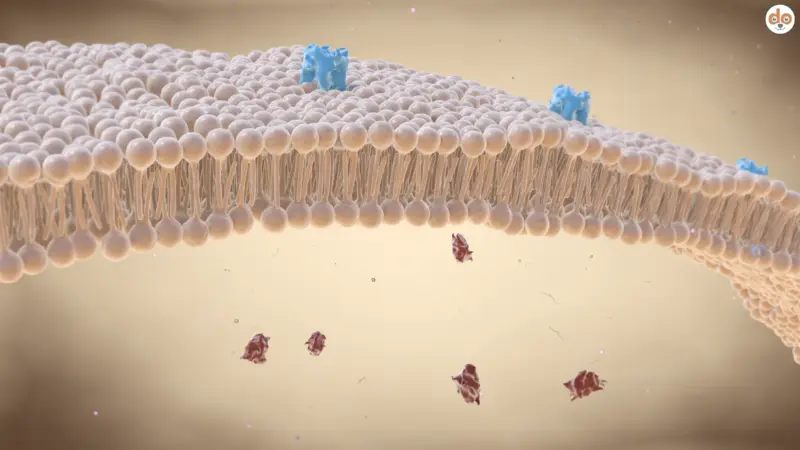 Zellmembranstruktur