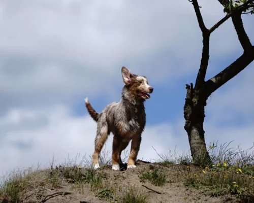 Australian Shepherd schaut von Hügel