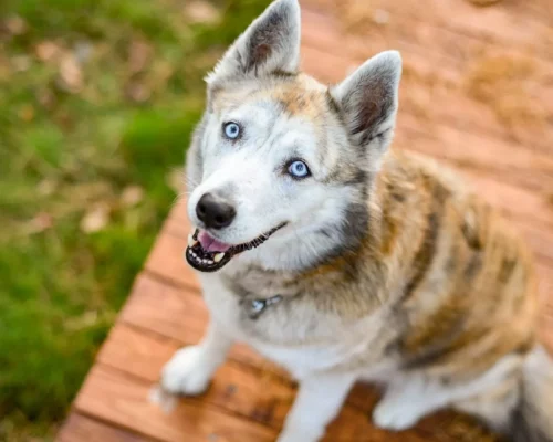 Erwartungsvoller Blick von Husky
