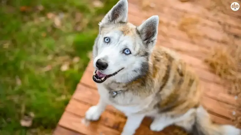Was Dein Hund niemals sagen wird – aber jeden Tag zeigt