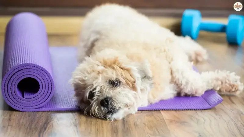 Ruhetraining beim Hund beginnt beim Menschen