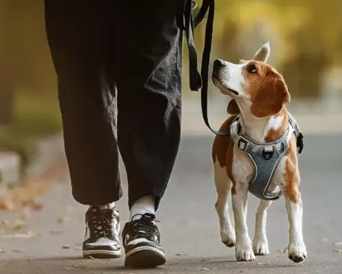 Hund fragt an Leine nach