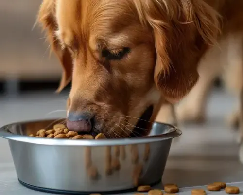 Hund frist Trockenfutter