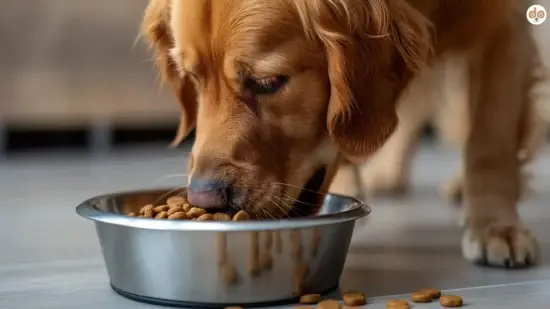 Hund frist Trockenfutter