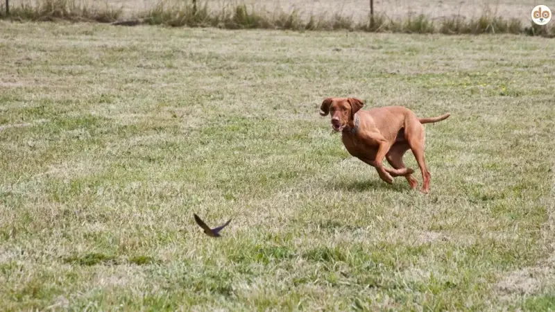Jagdtrieb oder Jagdverhalten? Warum Begriffe im Hundetraining entscheidend sind