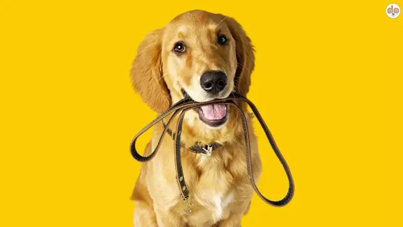 Erwartung ohne Investition – Warum Dein Hund nicht liefern muss
