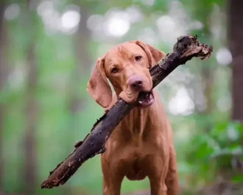 Hund mit Stock im Wald