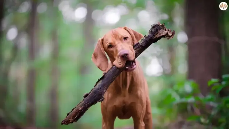 Was ist ein Abenteuer für einen Hund?