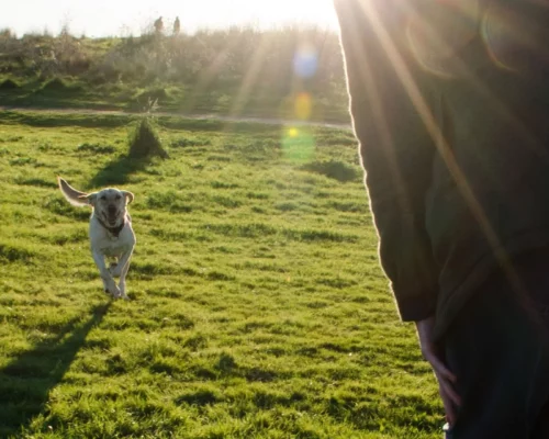 Hund rennt freudig zu seinem Menschen