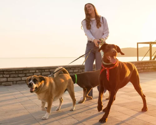 Hunde ziehen an Leine und haben Aussenreize