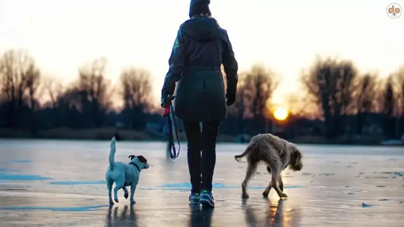 Warum Dein Hund keine Nebensache ist
