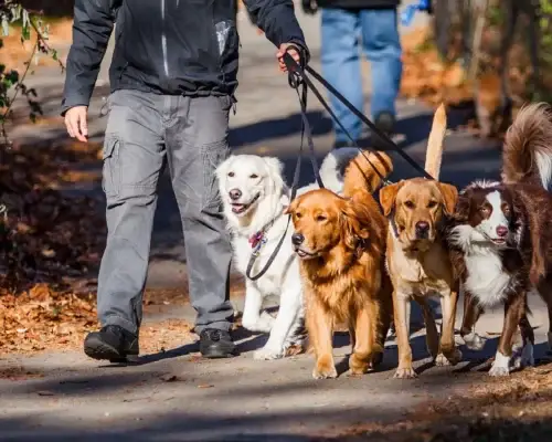 Mit mehreren Hunden spazieren