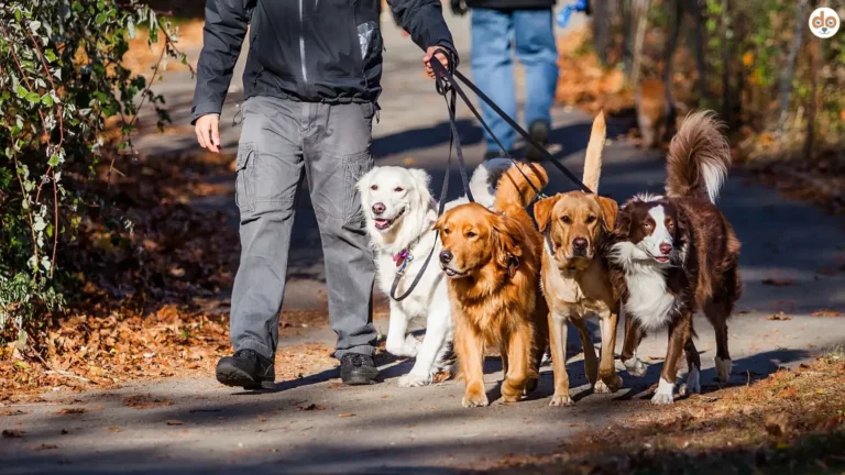 Der Hund als Spiegel – Was sein Verhalten über Deine Struktur verrät