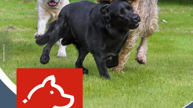 Plakat Hund 2026