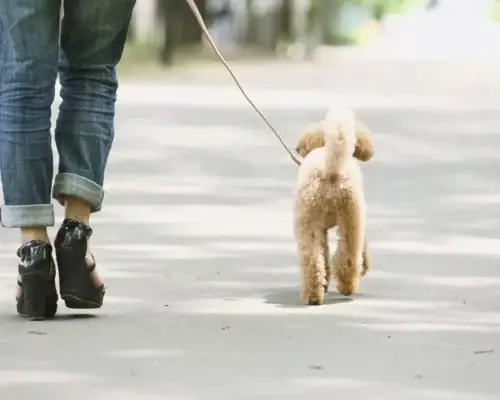 Pudel an der Leine auf Stadtspaziergang