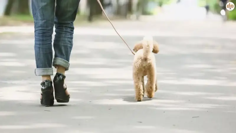 Wieviele Kilometer sollte Dein Hund am Tag laufen?