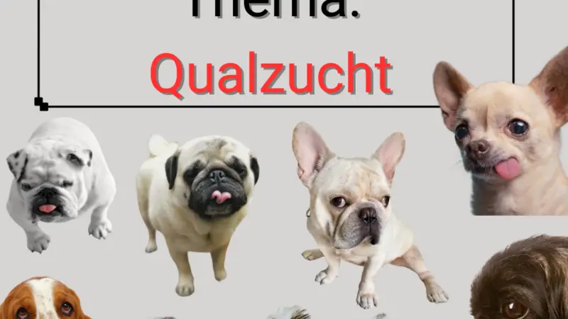 Qualzucht bei Hunden: Betroffene Rassen, Merkmale und Bedeutung