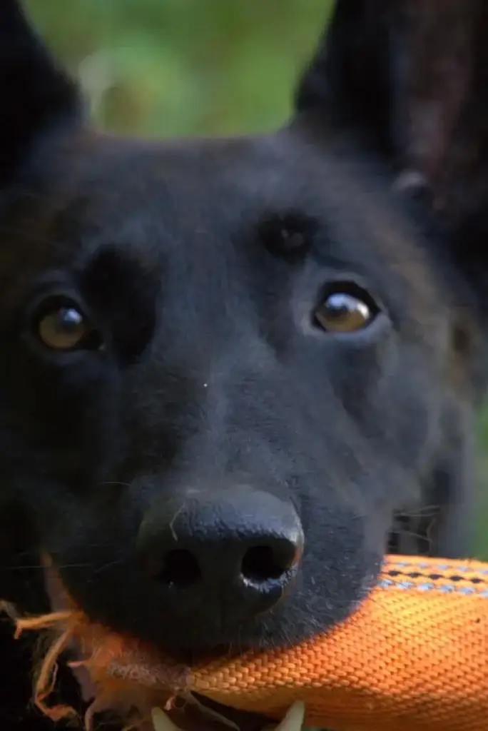 Malinois Mix aus dem Tierschutz: Wie Amarok bei Tatjana sein spätes Glück fand