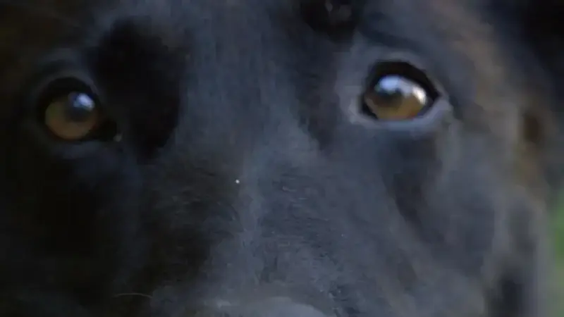 Malinois Mix aus dem Tierschutz: Wie Amarok bei Tatjana sein spätes Glück fand