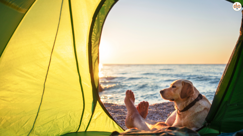 Strandurlaub mit Hund – Sicherheit & Pflege