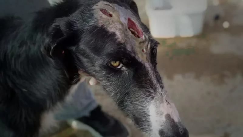 Demonstration für spanische Jagdhunde am 20. März 2026 – Aktivisten fordern „Gleiches Recht für alle Hunde“