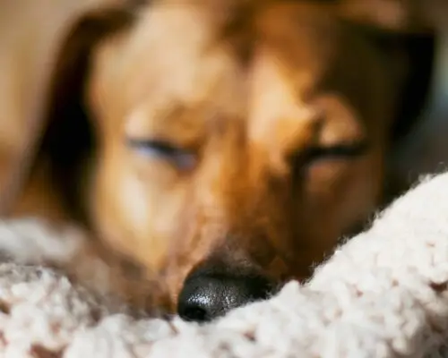 Hund zurück gezogen unscharf zurückhaltend auf Decke