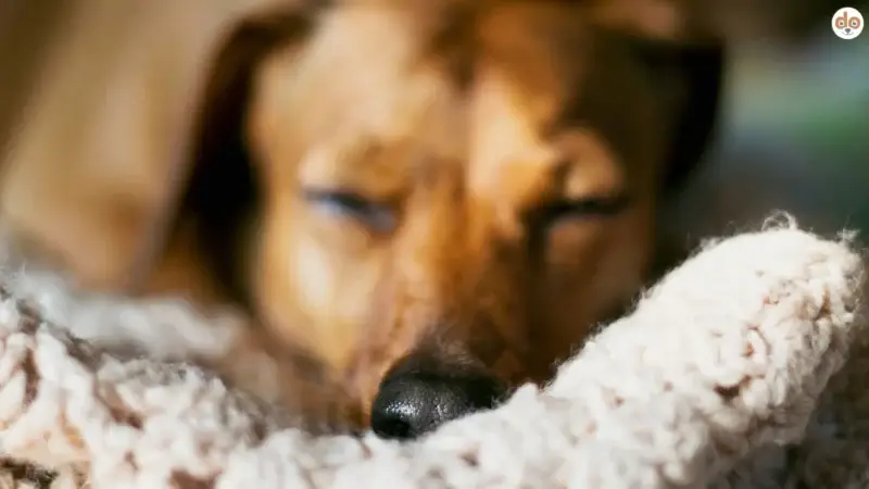 Die 3-3-3-Regel bei Hunden – hilfreiche Orientierung oder Internet-Mythos?
