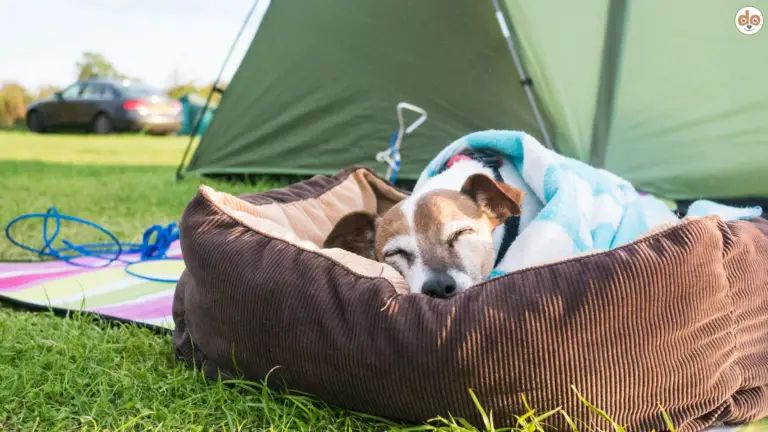 Camping mit Hund: Regeln, Ausrüstung, Sicherheit