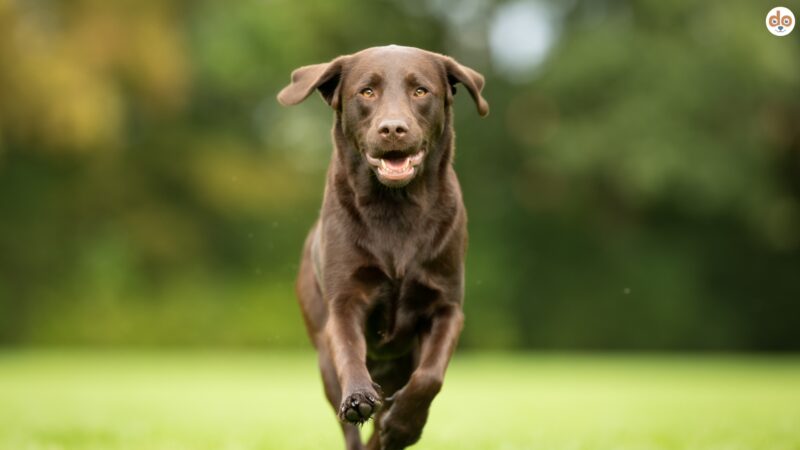 Symbolfoto dunkelbrauner Labrador Retriever Sozialhund