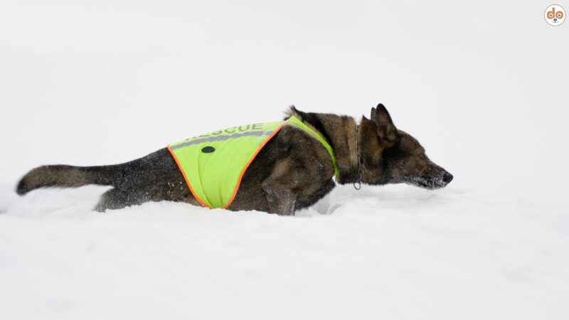 Lawinenhunde: Hinter den Kulissen der alpinen Rettung