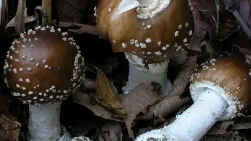 Pantherpilz