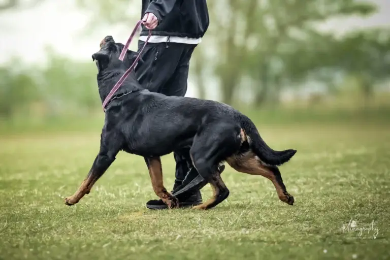 Hundesport in Rabitz: Wenn ein Prüfungstag zeigt, was Gemeinschaft wirklich bedeutet