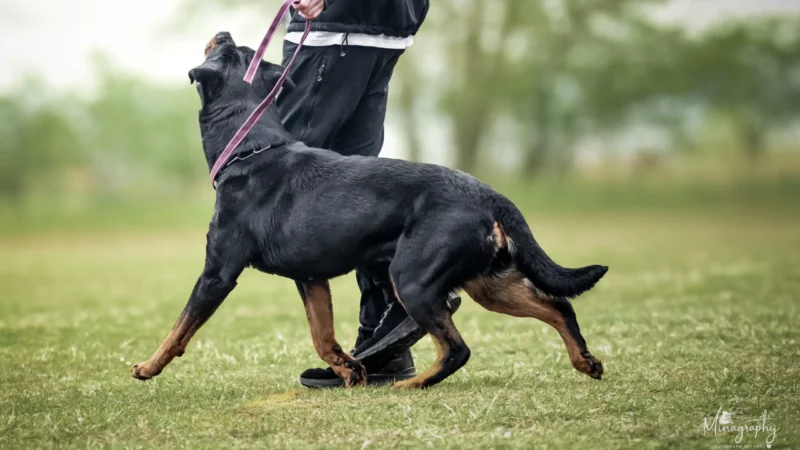 Hundesport in Rabitz: Wenn ein Prüfungstag zeigt, was Gemeinschaft wirklich bedeutet - hundesport rabitz