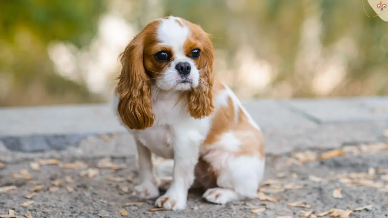 Cavalier King Charles Spaniel Welpe